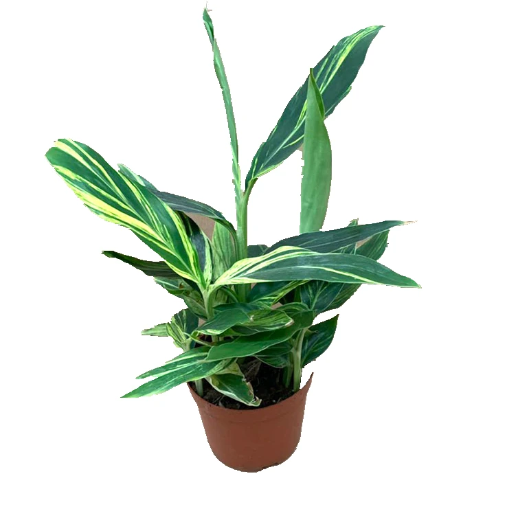 2019 домашнее растение бонсай, украшение Alpinia zerumbet по заводской цене