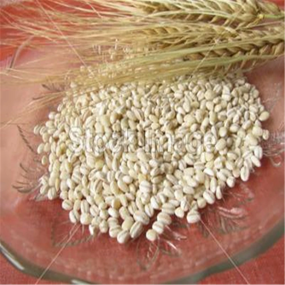 Super Condition Newly Cropped Animal Feed Barley for Sale at Competitive Market Cost