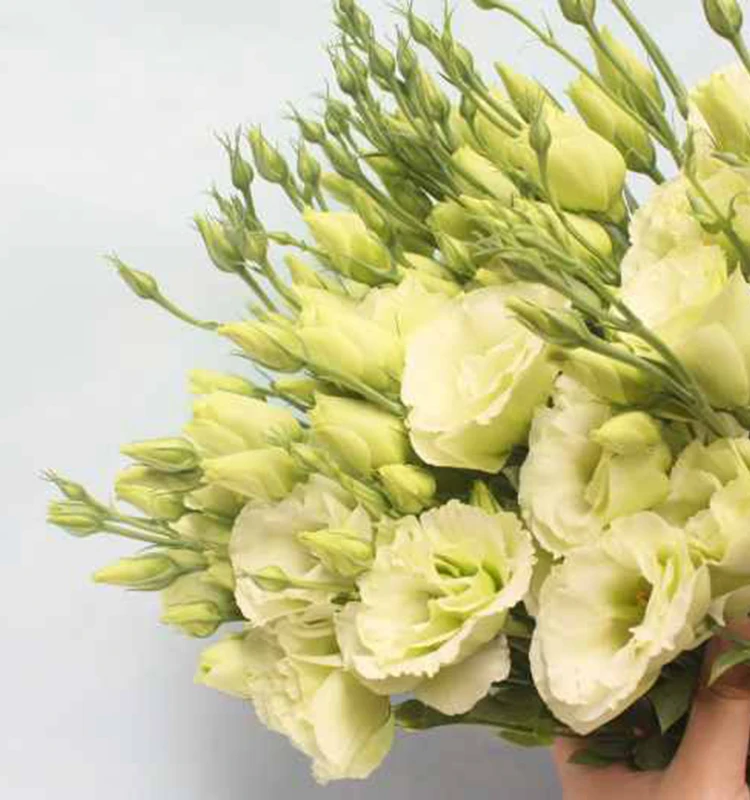 wholesale fresh flowers flower delivery freshness guarantee eustoma bouquets