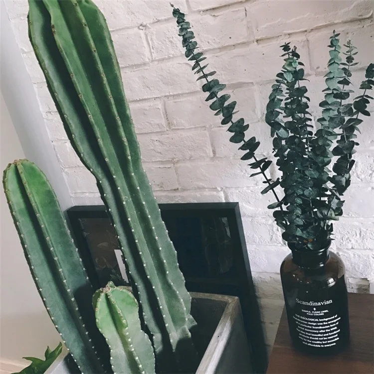 K-3117 Hot Sale Wholesale Preserved Willow Silver Dollar Eucalyptus