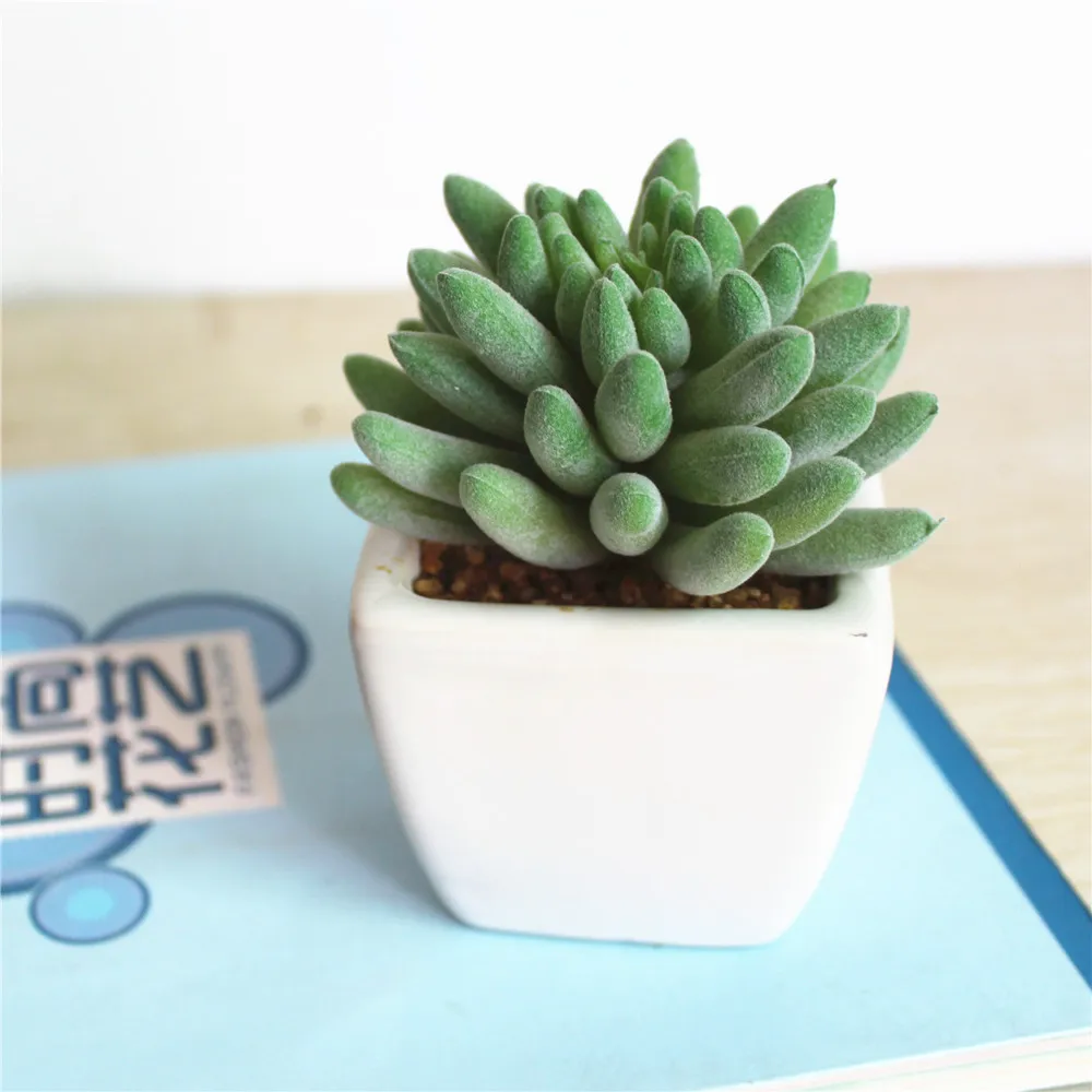 Mini Natural Real Decorative Artificial Succulent Plants