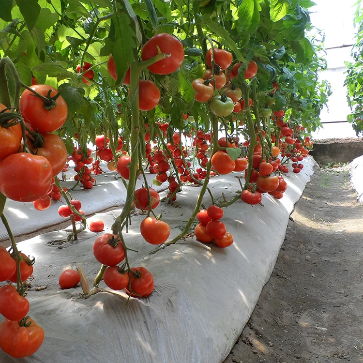 Семена китайского овощного томата для