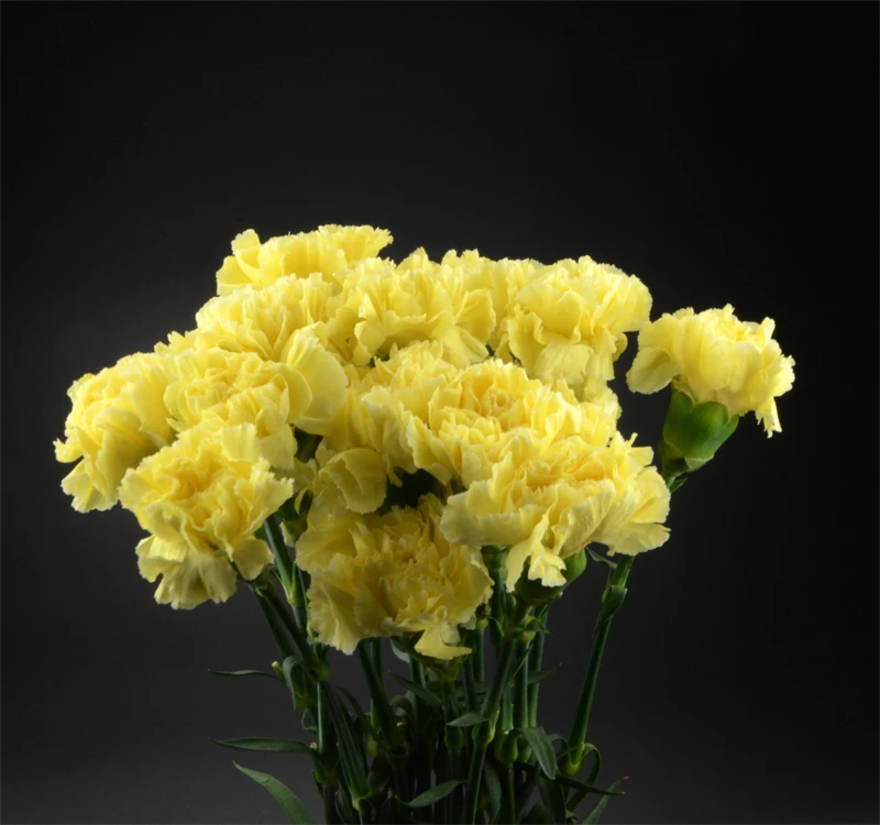 
Floral shop fresh flowers flower bouquet nature yellow carnation 