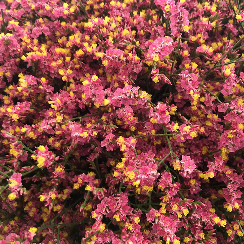 
Fresh cut flower grass Purple color from flowers base lavender limonium 