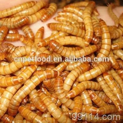 mealworm farm provide dried mealworms so delicioucs, so crunchy, so delectable for your bird