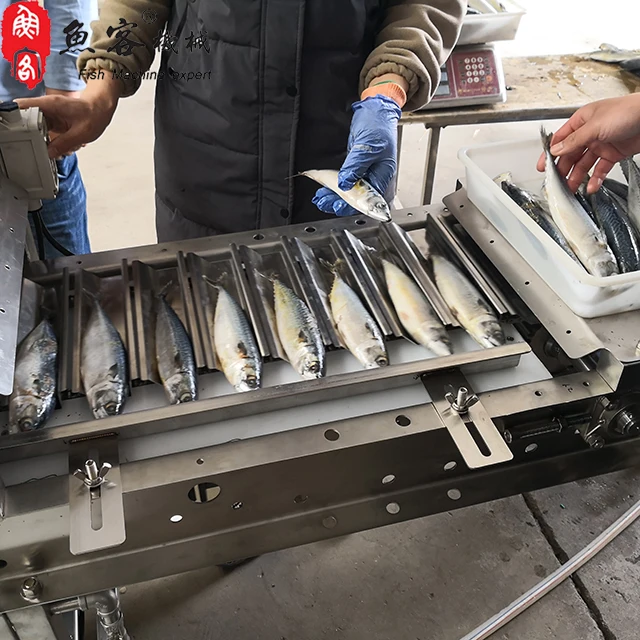 Tilapia Fish Cutting Machine Electric Cod Saury Head Cutter for sale in usa Auto fish processing machine