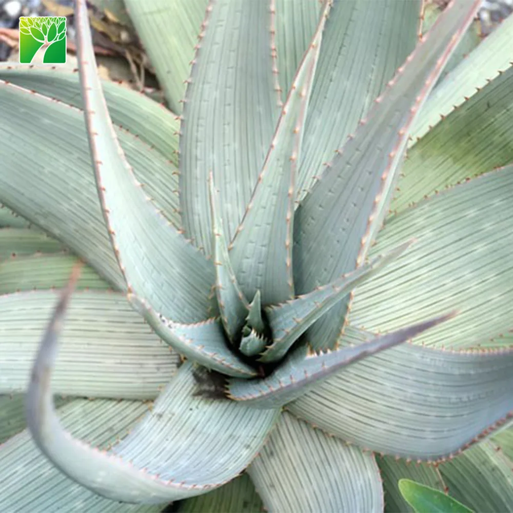 30-60cm height Sand Aloe succulent plants Aloe hereroensis