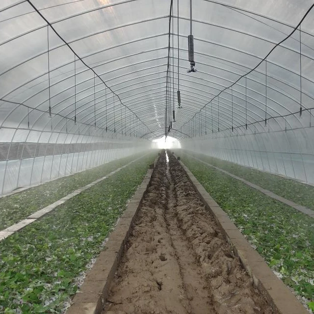 single span tunnel  greenhouse with plastic film covering