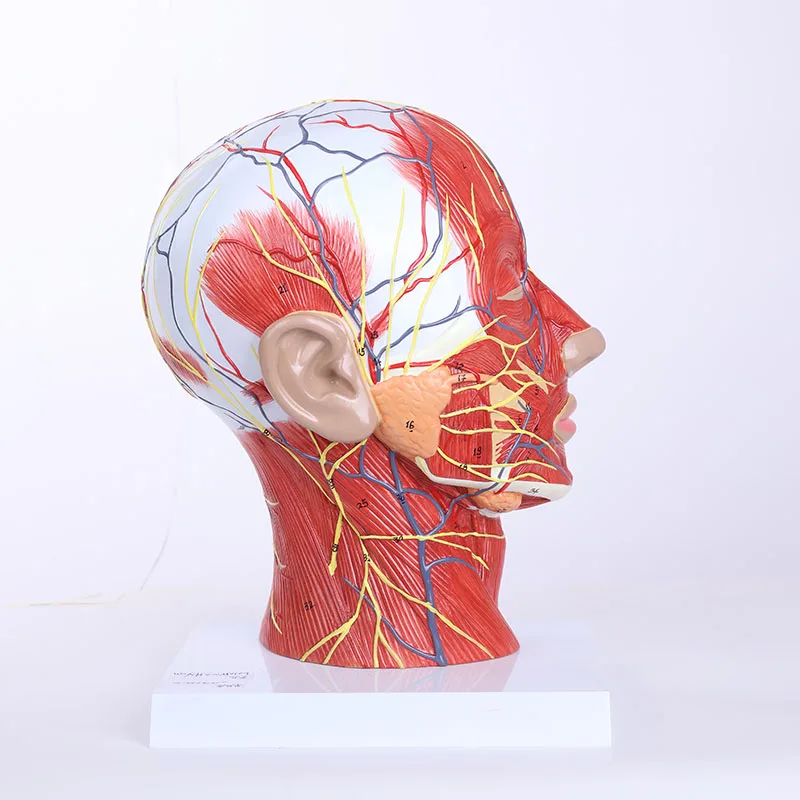 4times High Quality PVC Human Body Anatomical Model Medical Science Torso Skeleton for Schools