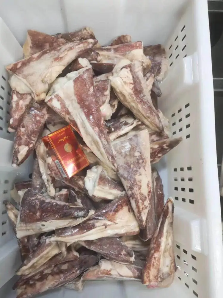 13 cm frozen giant squid tip for sale