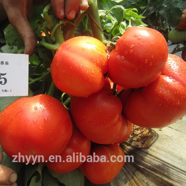 Крупные и детерминированные семена томатов для открытого поля