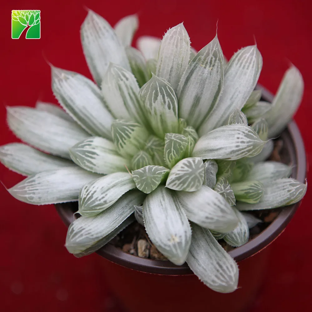 Низкая цена, оптовая продажа, растения-суккуленты, натуральные, Haworthia cooper i