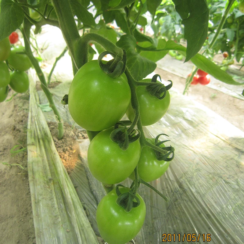 Высокое качество растительного семена томатов семян цены