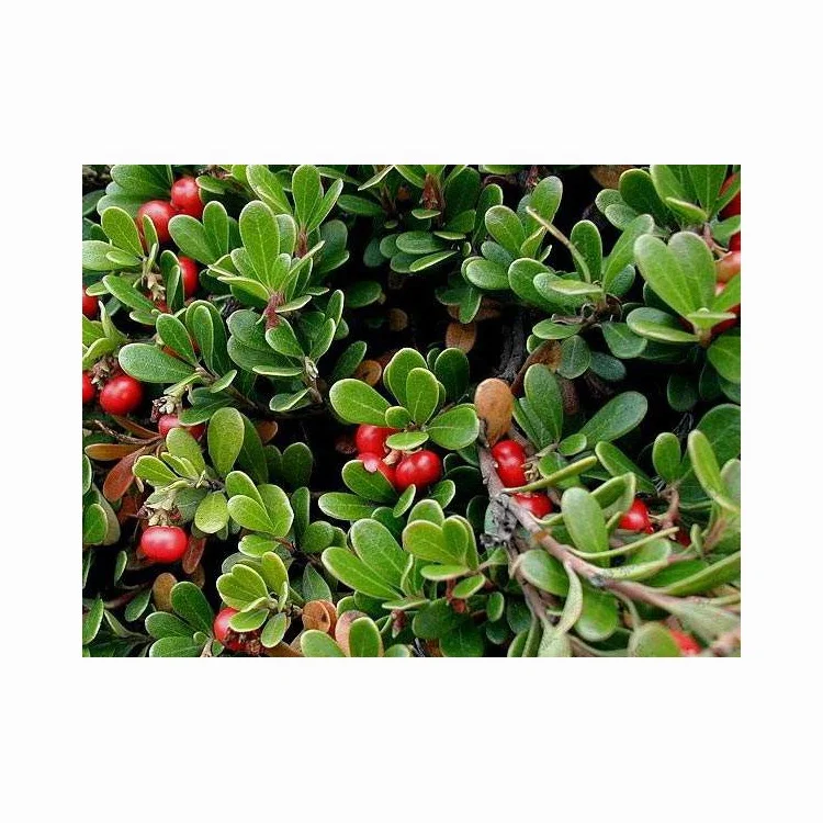 
Low Alpha-Arbutin Prices 100% Pure Alpha Arbutin Powder for Whitening CAS 84380-01-8 