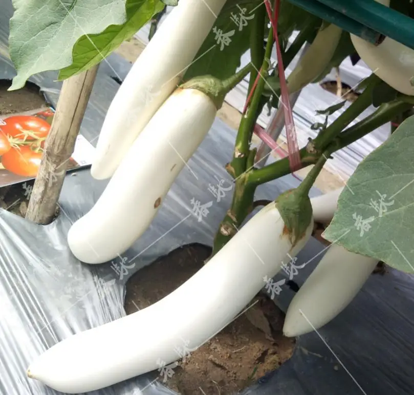 
Supply new White fruits eggplant Solanum melongena seeds for dry vegetable 