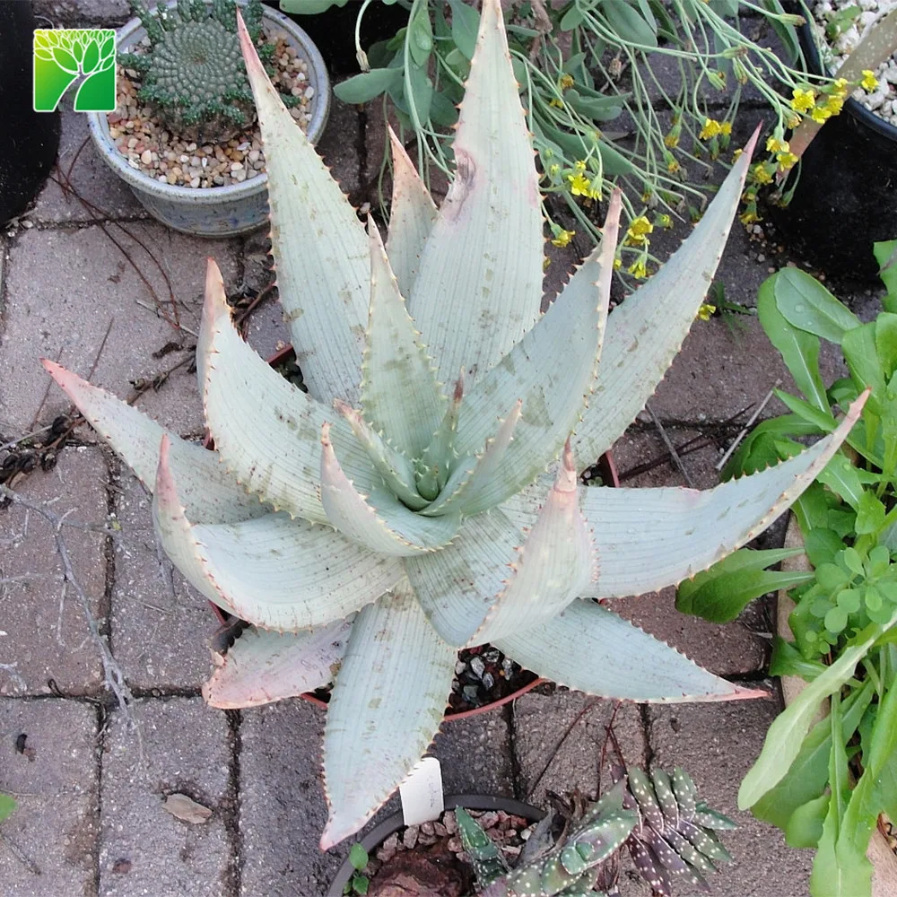 30-60cm height Sand Aloe succulent plants Aloe hereroensis