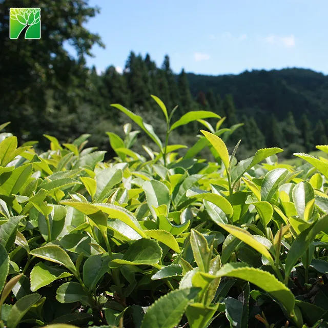 Hot sale subtropics woody plant White Tea BAI HAO YIN ZHEN plant Camellia sinensis