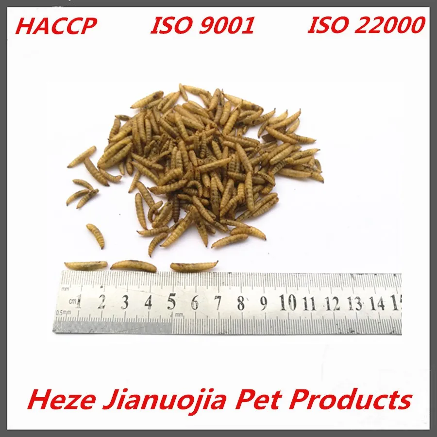 Black Soldier Fly Larvae Aquarium Fish Food