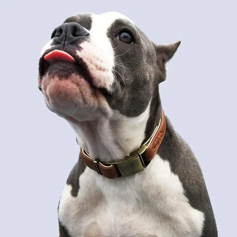 Wholesale OEM Manufacture, Basic Classic Luxury Padded Leather Dog Collar with quick release Seat belt Buckle