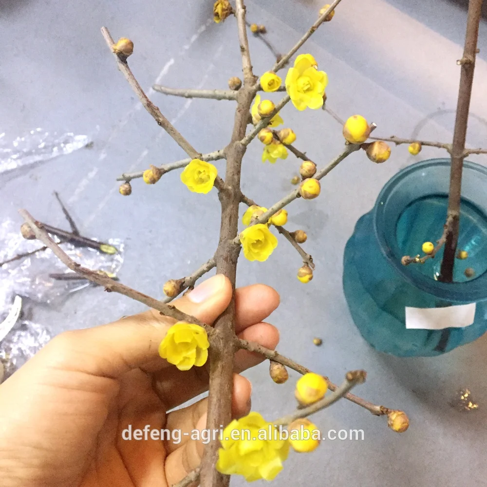 New year fresh cut branches plume blossom for home decoration