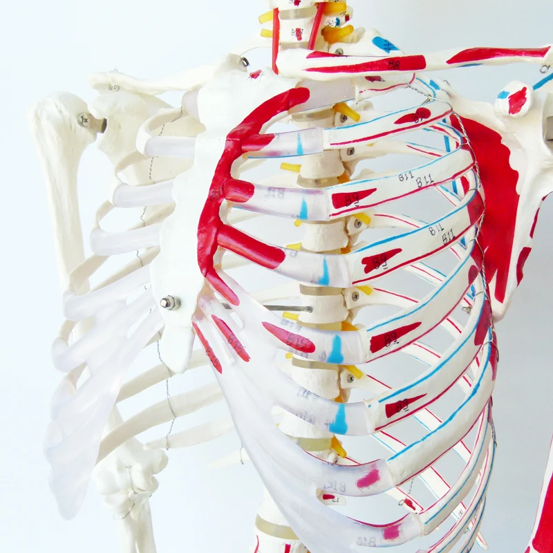 The 170CM human skeleton model is coded with half muscle start and stop point