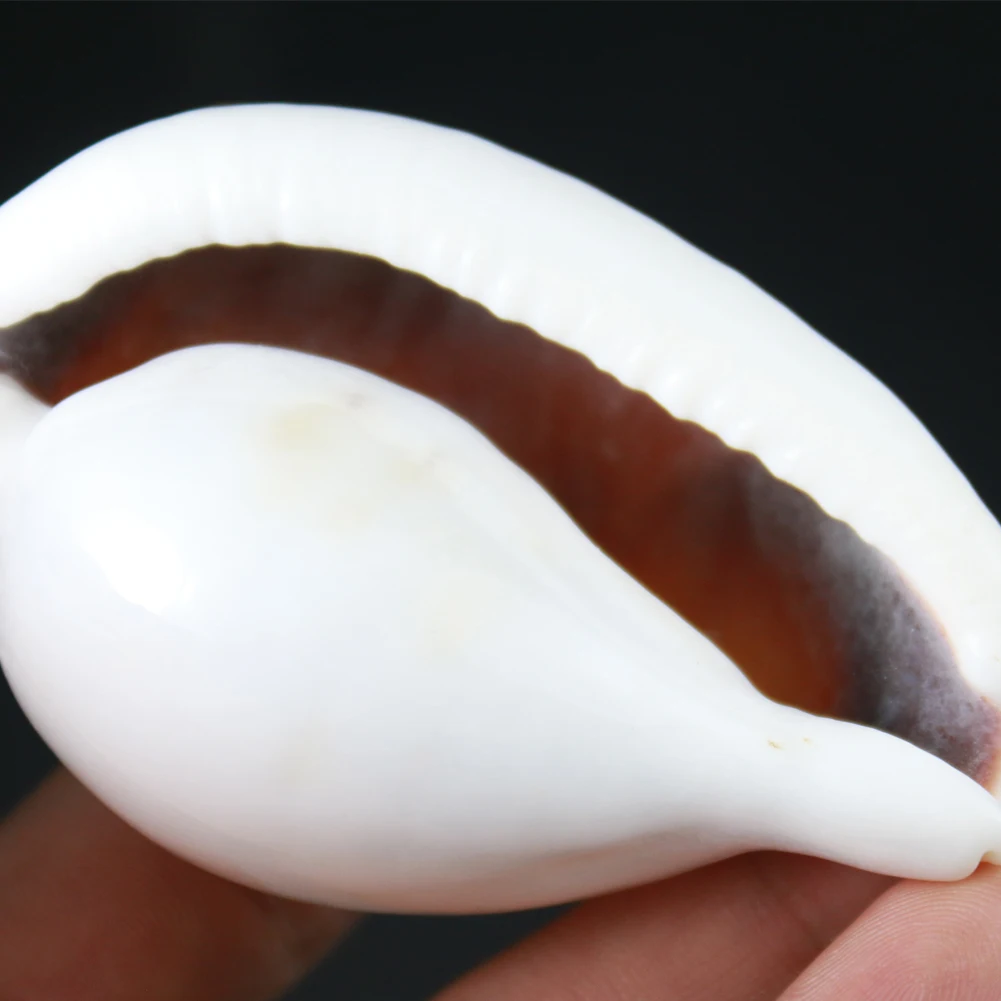 Natural Pure White Conch Sea Shell Combination For DIY Home Aquarium Wedding Decoration