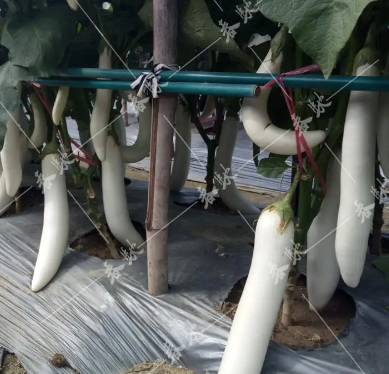 
Supply new White fruits eggplant Solanum melongena seeds for dry vegetable 