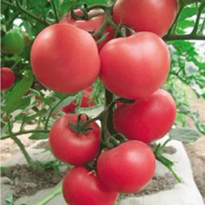 Indeterminate высокое качество семена томатов розовый