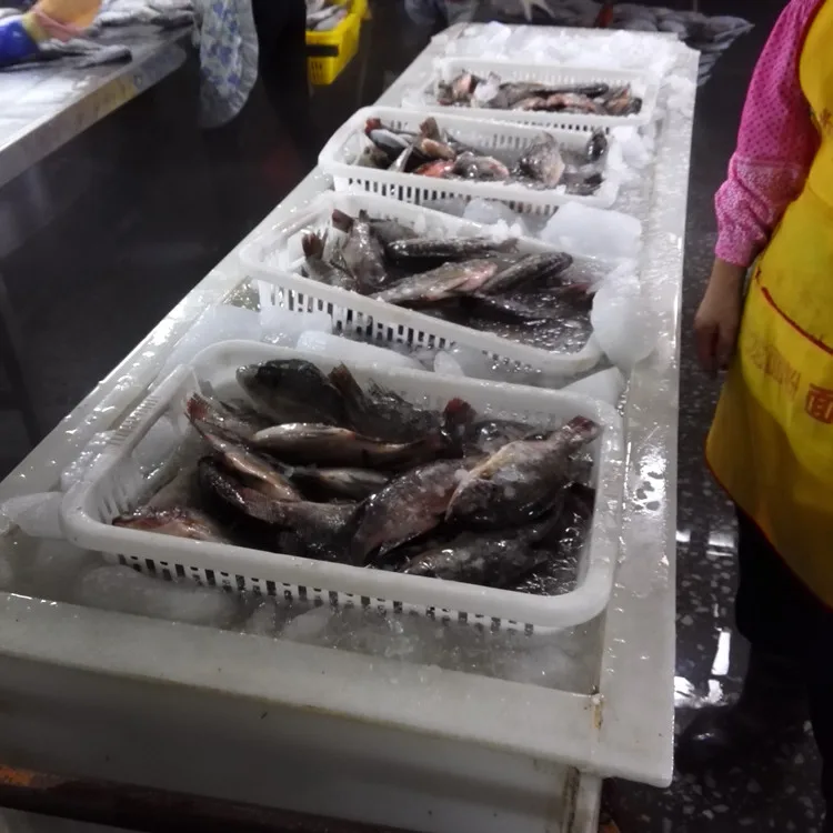 
African wholesale frozen 500-800g fish 