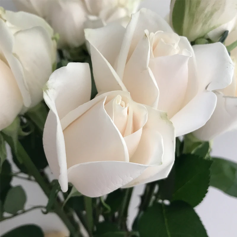 
New come floral arrangements white rose bouquet 