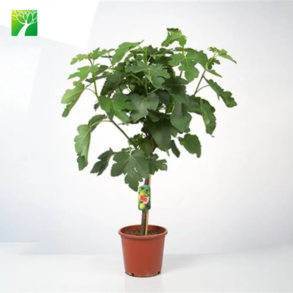 Средняя вода, от 10 до 20 футов в высоту, растение для рассады, фикус зацикленная фига