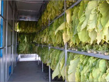  Шалфей Тимьян орегано мята ваниль Конопля Moringa Bay листья цветок специи травы сушильная