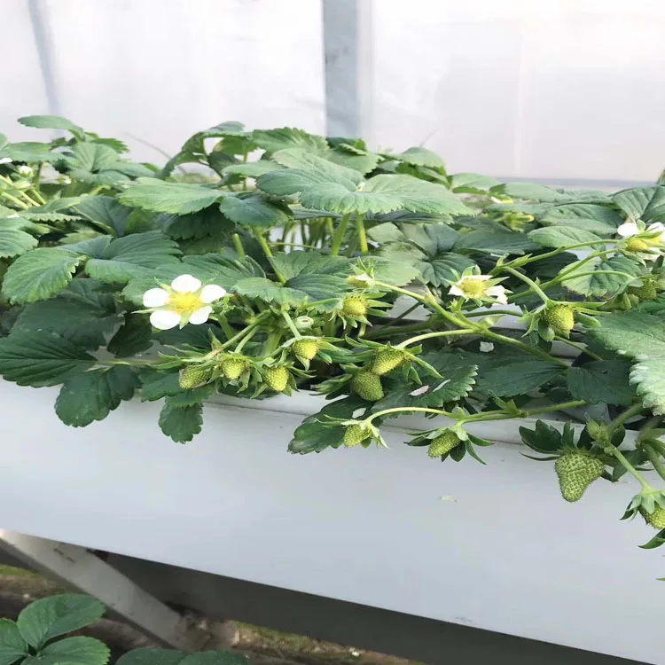 Factory direct supply hydroponic System Planting Trough