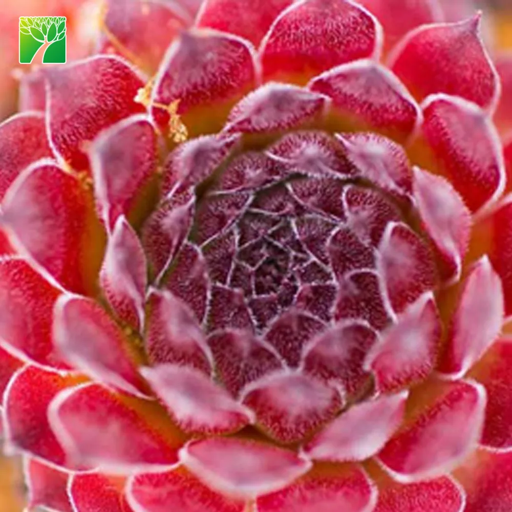 
Оптовая продажа, настоящие суккуленты высотой 10-15 см, семена красного Рубина 