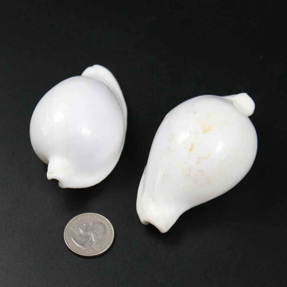 Natural Pure White Conch Sea Shell Combination For DIY Home Aquarium Wedding Decoration