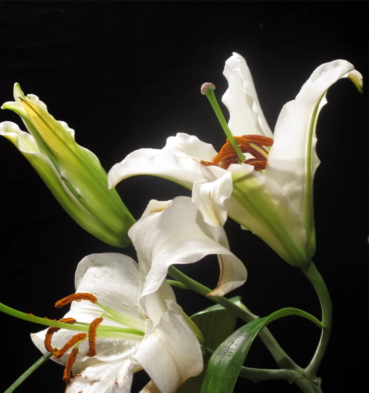 
Fresh cut flowers bulk flower market lily flower bouquet 