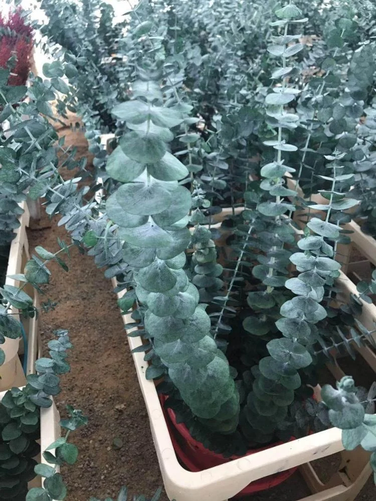 Preserved Flower Eucalyptus Green Leaves Dry Flower For Sale