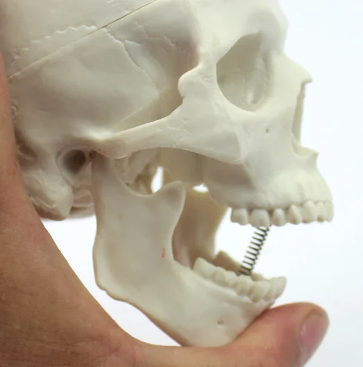 human anatomy type model Life-size Human Plastic Skull Model