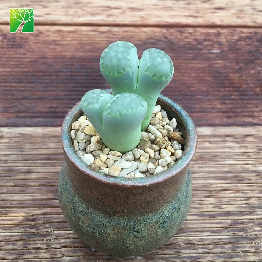 Low moq sale living stone natural succulent plant Lithops julii subsp
