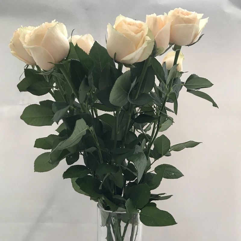 
online flower delivery wholesale fresh flowers online birthday champagne color rose 