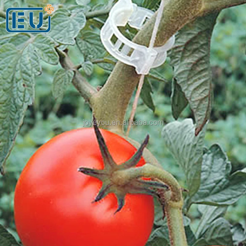 Тип Зажим для томатов модуля впрыска парника пластичный для поддержки