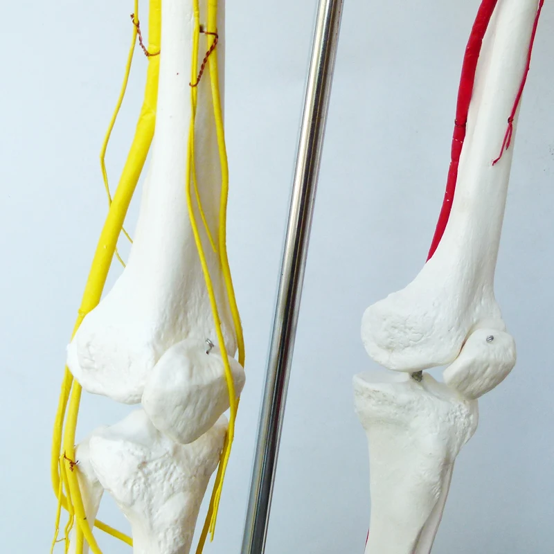 170 skeleton, nerve, Medical Full Skeleton Anatomical Human Model