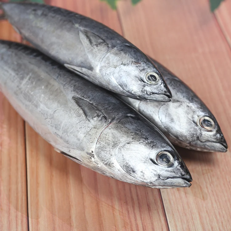 
2020 new frozen skipjack tuna fish with good price 