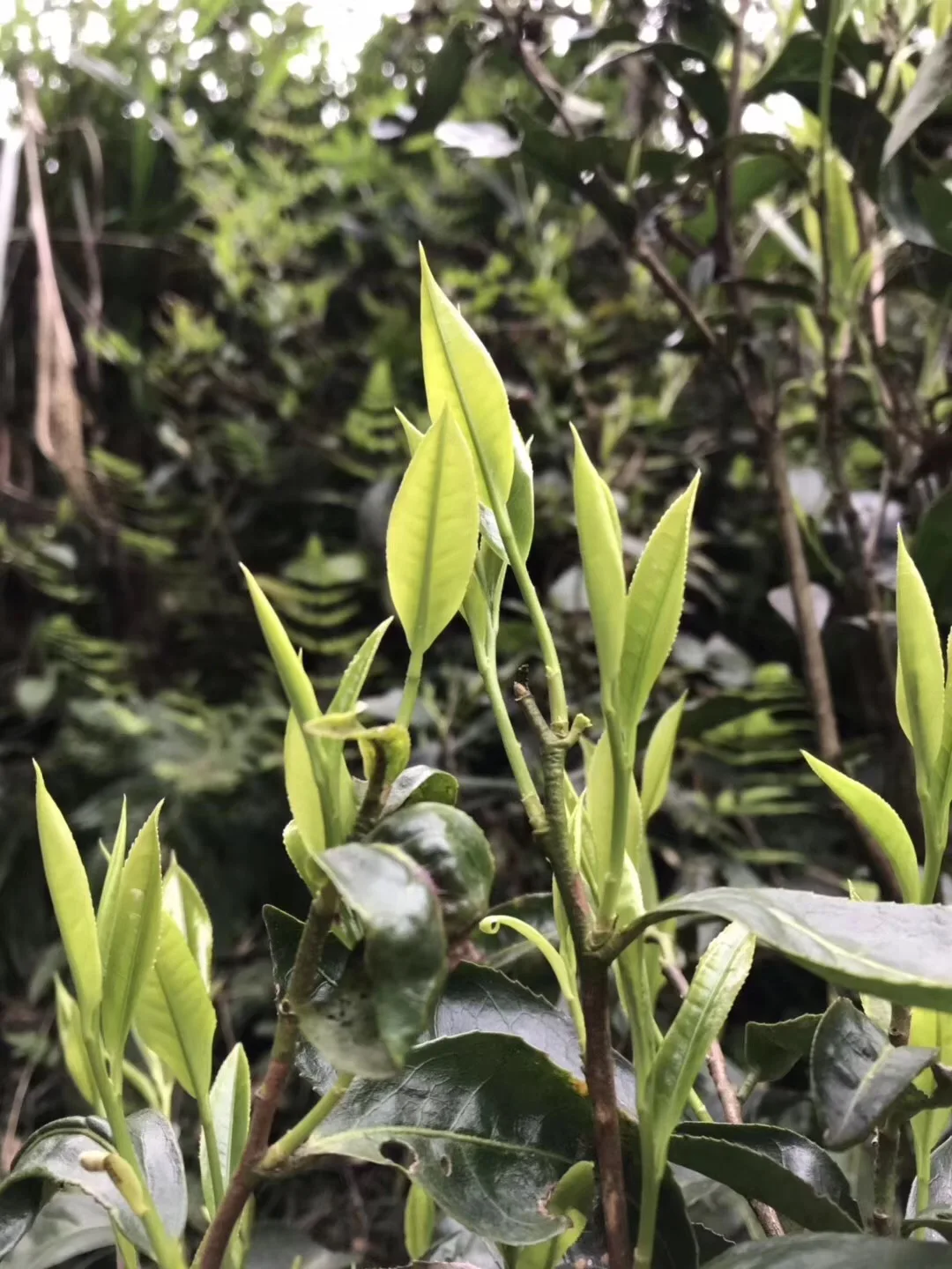 Factory directly supply price tea gunpowder green tea 3505 gunpowder green tea