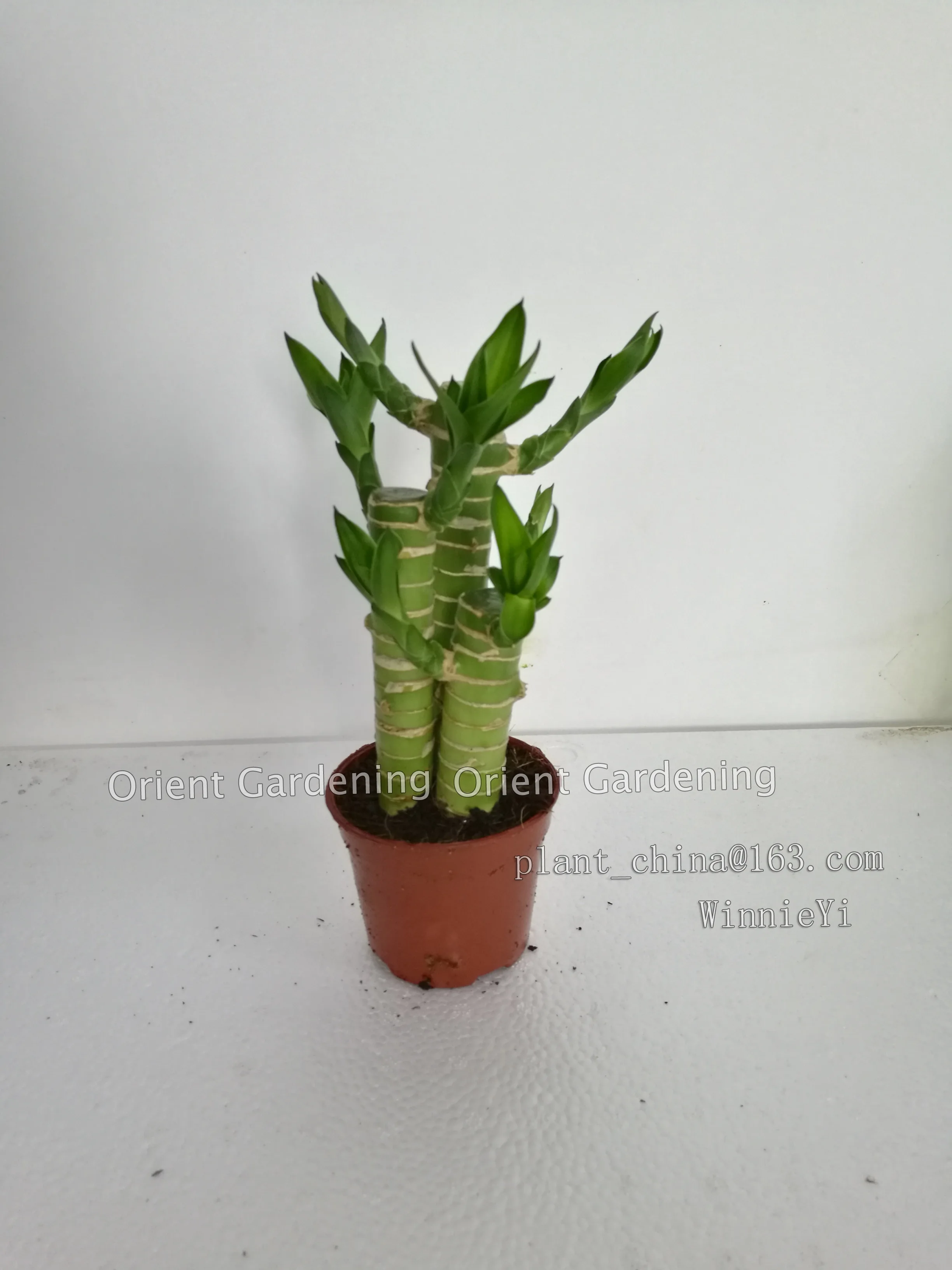 
3PCS LOTUS live Plants 