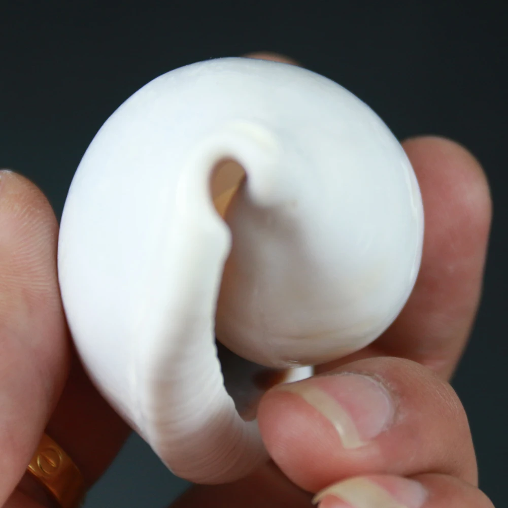 Natural Pure White Conch Sea Shell Combination For DIY Home Aquarium Wedding Decoration