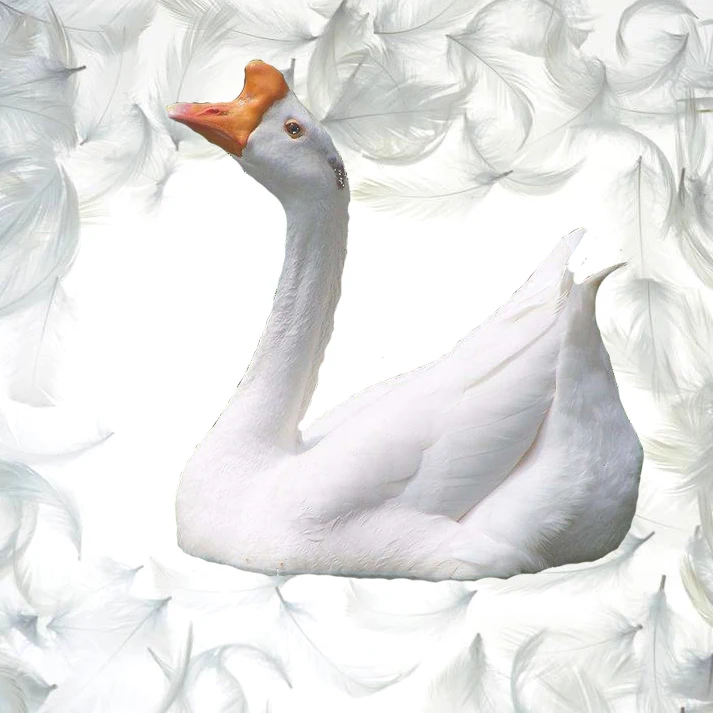 
Washed White Goose Feather 2-4cm Cushion Pillow Filling Material Cheaper Price 
