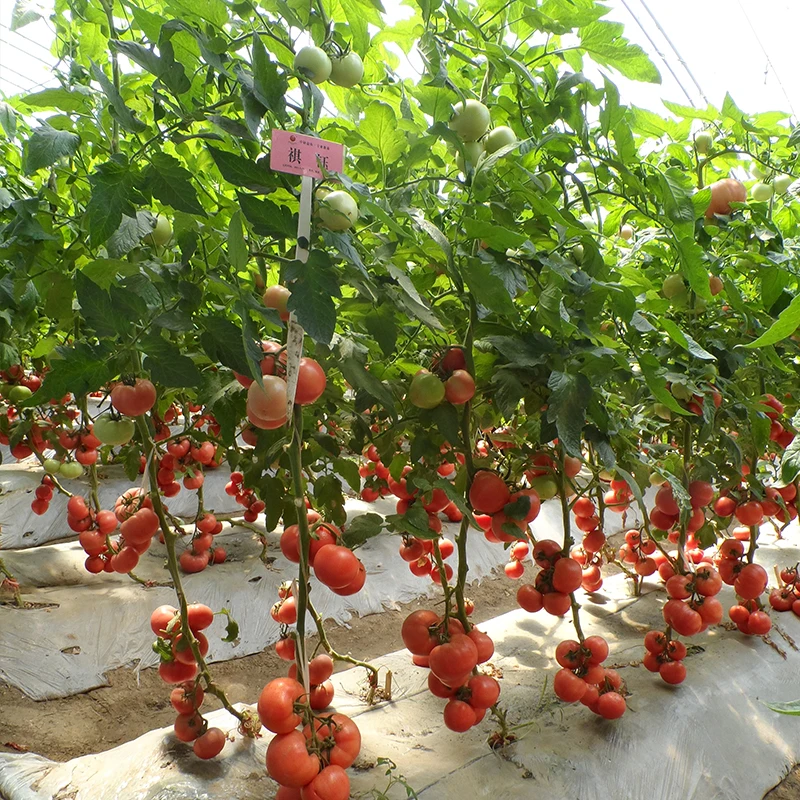 Splendid F1 гибридные семена розовый помидор Семена