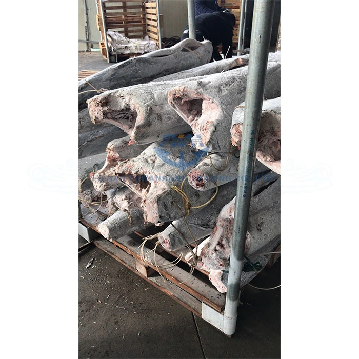 Seafrozen black marlin HGT, super frozen blue marlin, white marlin fish