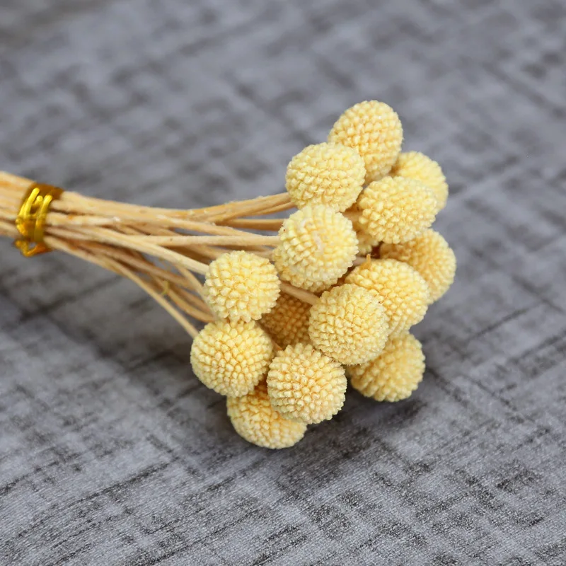 Preserved Flower Craspedia Wholesale Preserved Foliage Preserved billy ball